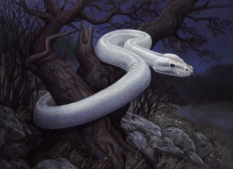 White snake