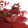 Japanese maple in the sun