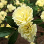 Yellow flowers