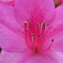 Pink azalea