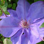 purple flower
