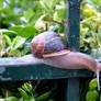 Snail on the run