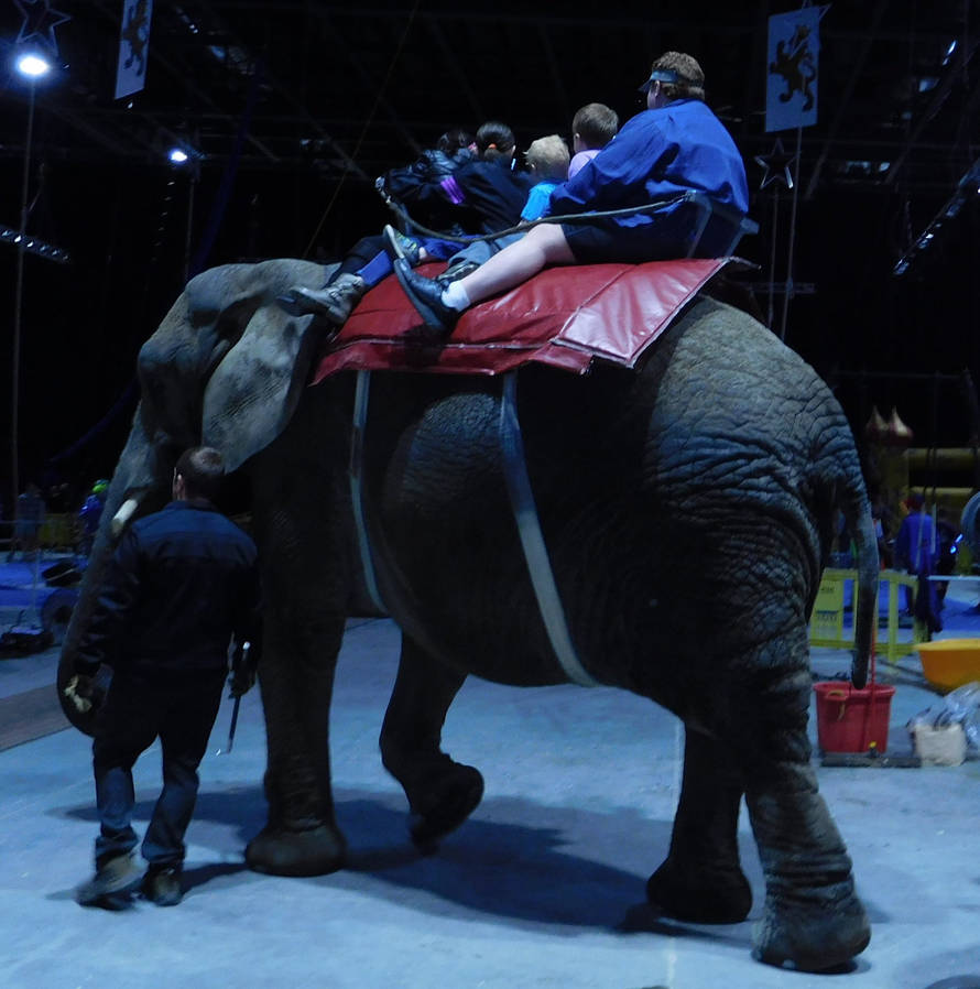 Me riding an African elephant by ChipmunkRaccoonOz on DeviantArt