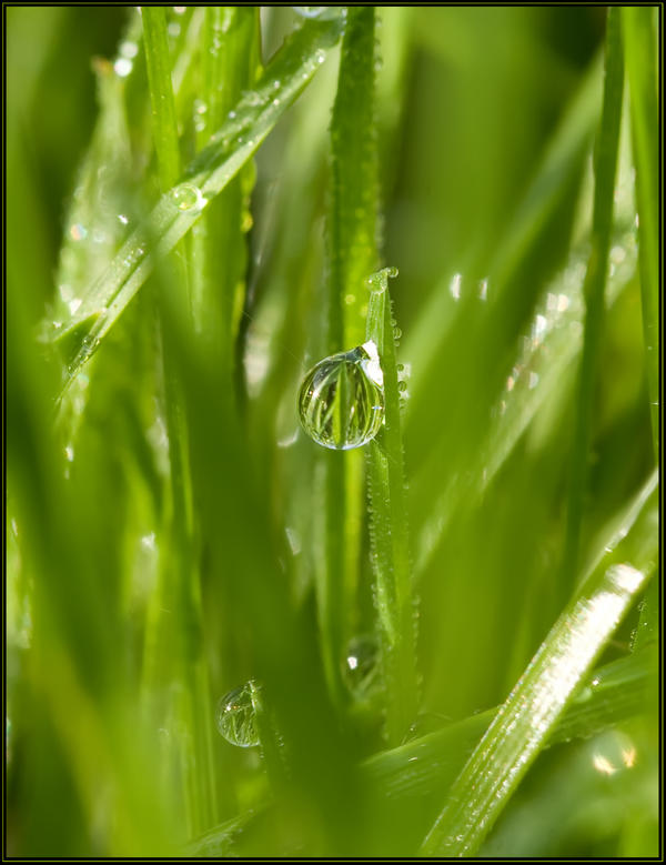Dewdrop 1 by snapshotuk on DeviantArt
