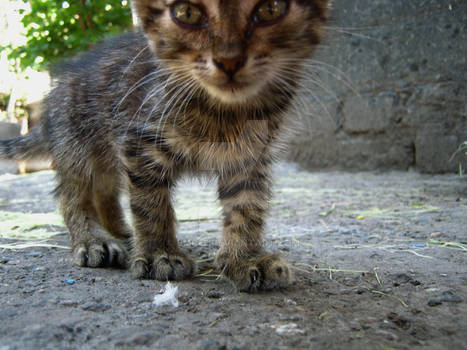 grey kytty with claws