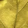 Leaf Texture in Gold