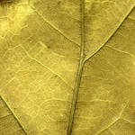 Leaf Texture in Gold by Gonkski