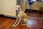 sunny the whippet just sitting in the kitchen by CelestiaTheFilly