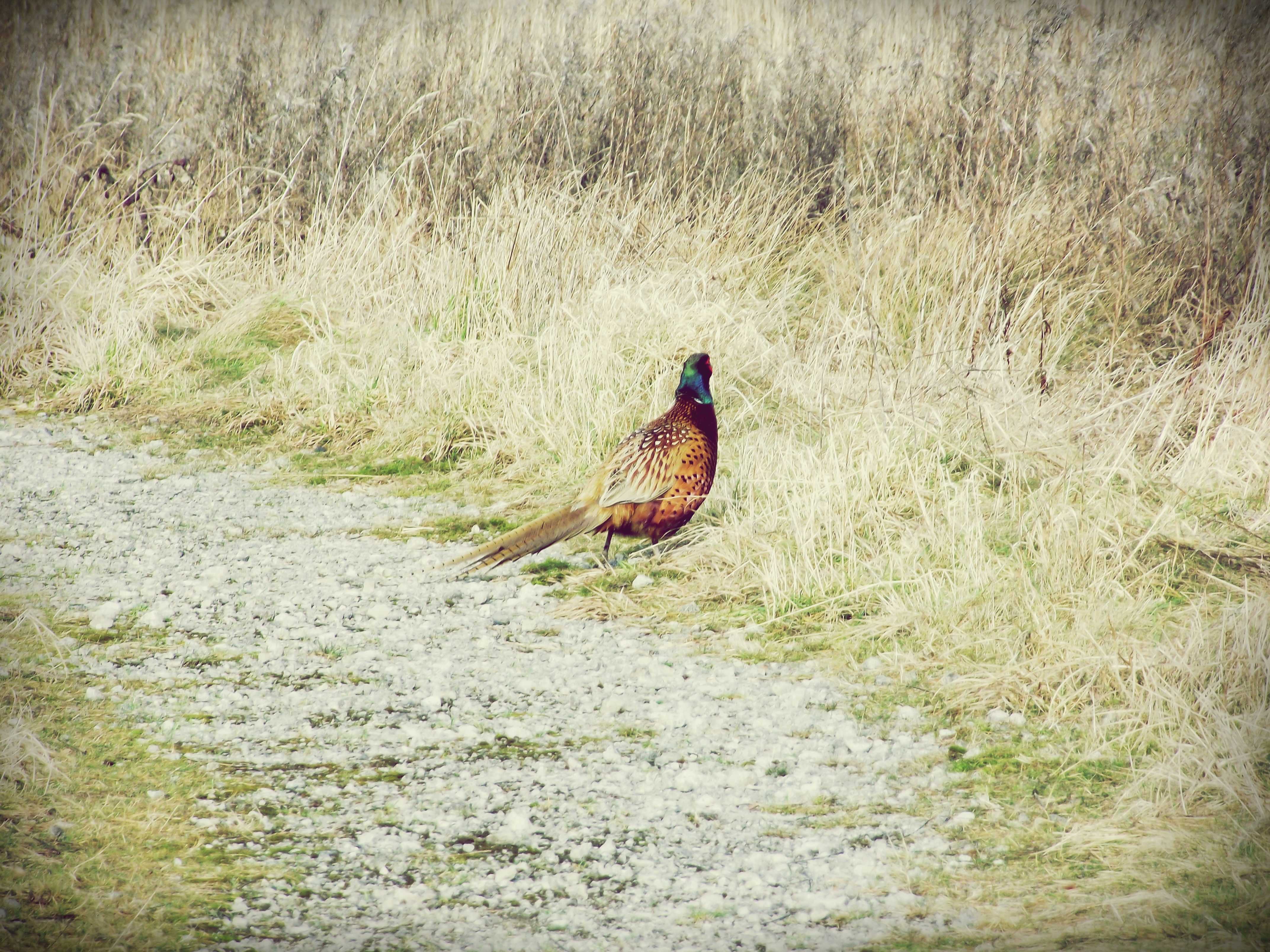 Pheasant.