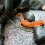 Red Spotted Newt