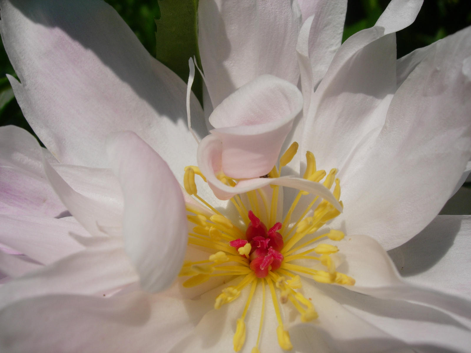 White Flower 2