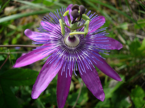 Purple Passion Flower