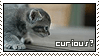 Curious by Animal-Stamp