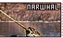 Narwhal