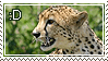 Cheetah smile by Animal-Stamp