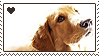 Golden Retriver love by Animal-Stamp