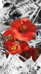 Quince on a Fence by NikkaBrooks-Cullum