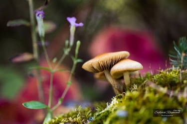 Champignon magique!