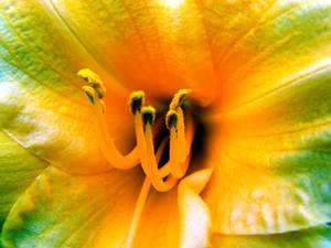 Outerworldly Lily