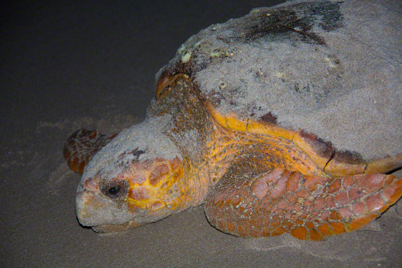 Loggerheads