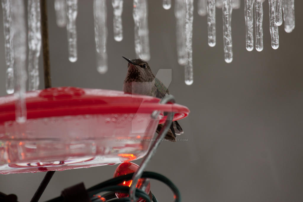 Hummingbird in snow by commonnighthawk on DeviantArt