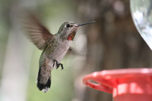 hummingbird feet