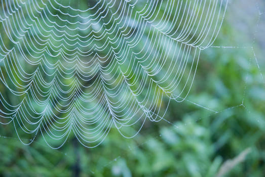 Spider Web 001