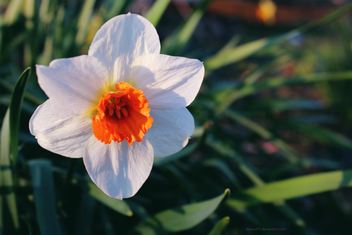 Spring Daffodil