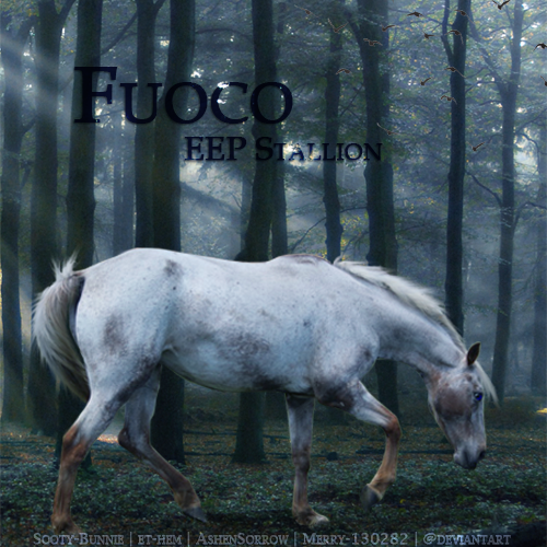 Fuoco