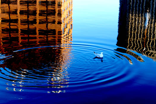 Seagull Ripples