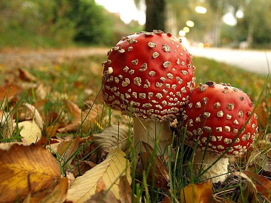 Fly Agaric Fliegenpilz Amanita