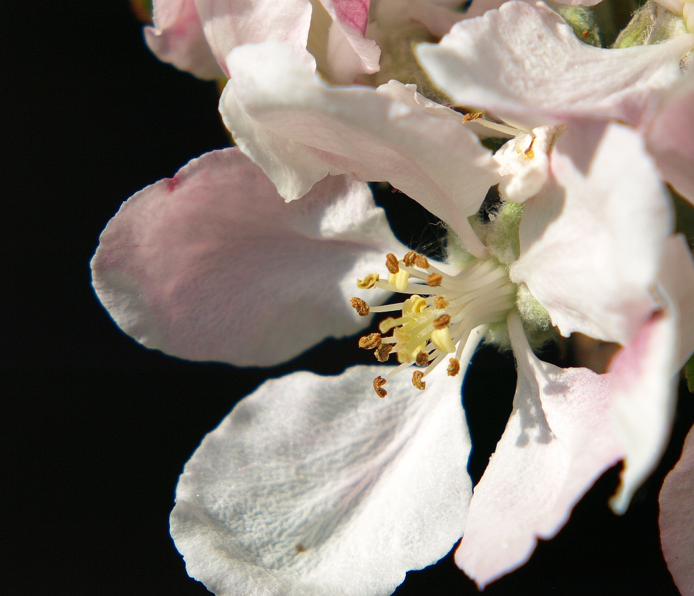 Aapple Blossom Macro