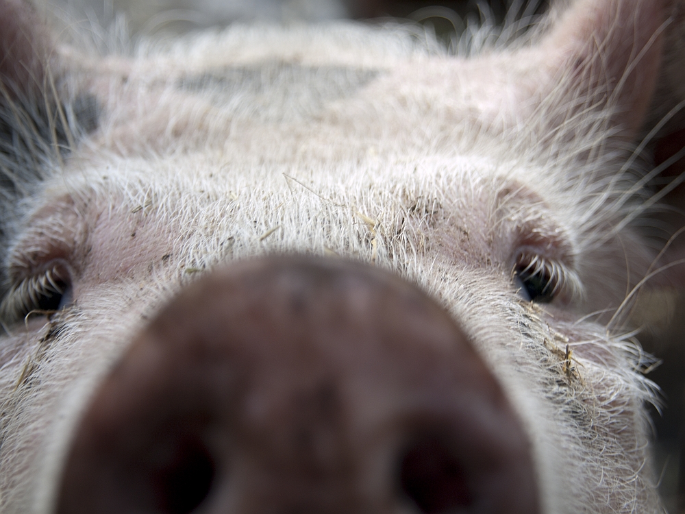 Pig Portrait