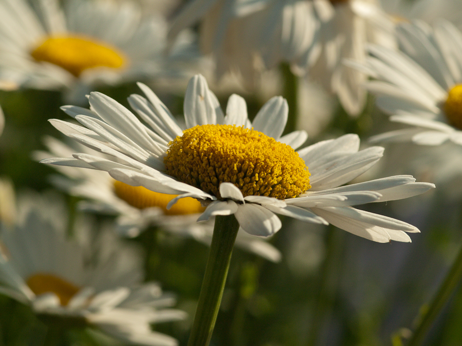 Flowering