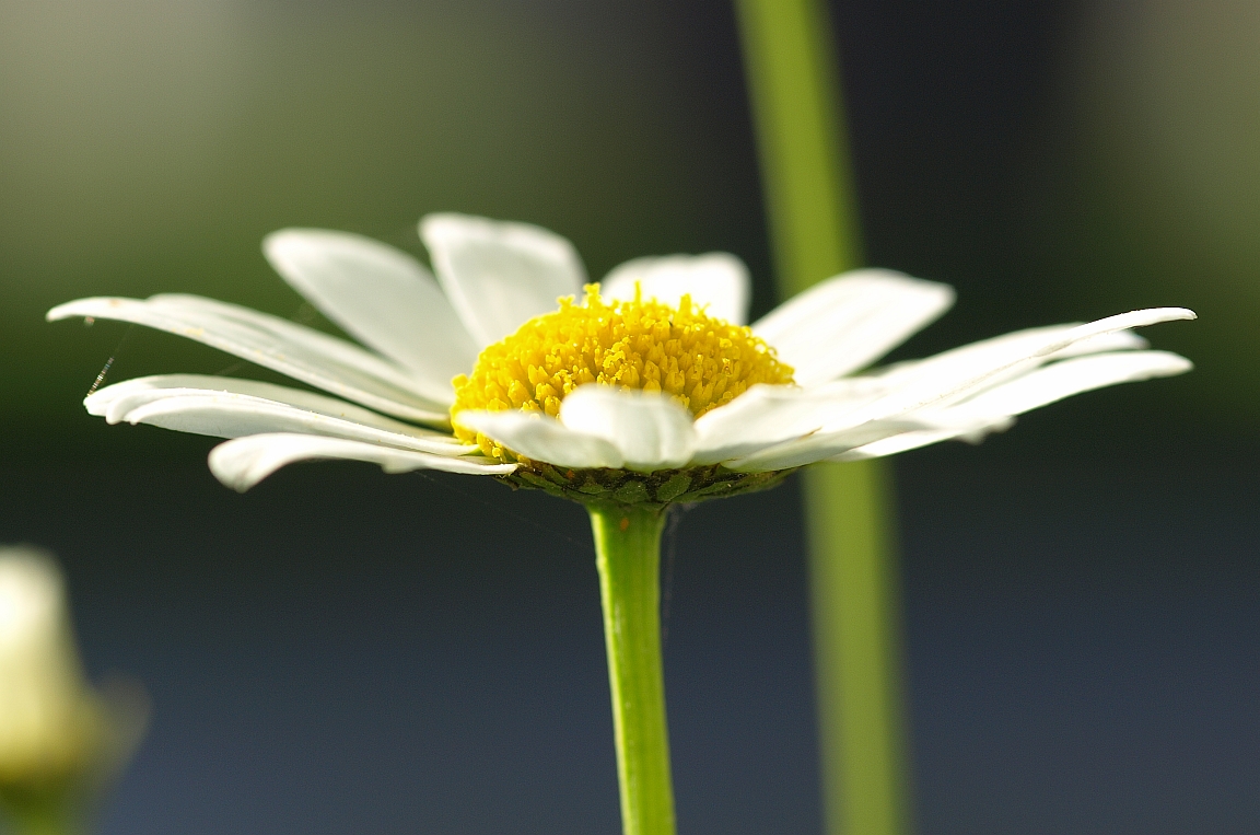 Light Inspired Flower