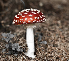 Amanita Muscaria Fly Agaric .jpg