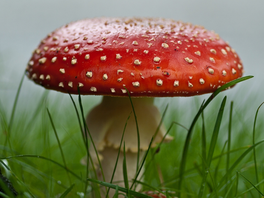 Red Mushroom 1