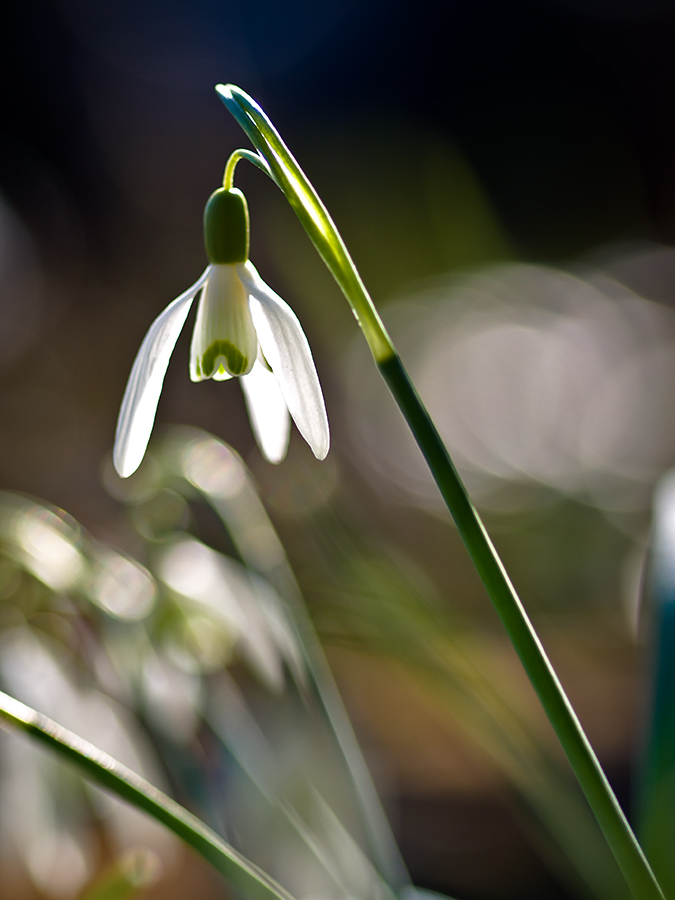 Snowdrop Galanthus Nivalis