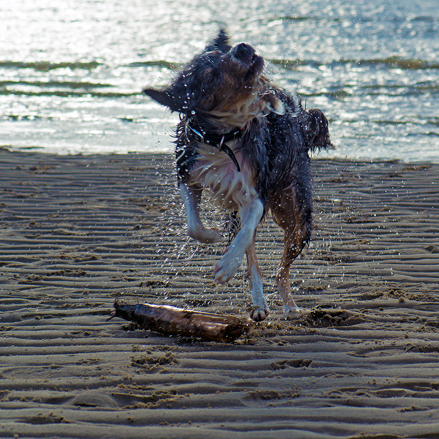 Border Collie in Action