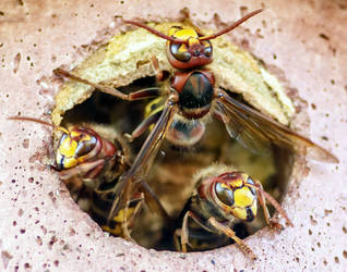 European Hornet Hornisse Frelon europeen