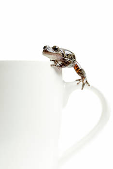 A Frog in the Mug