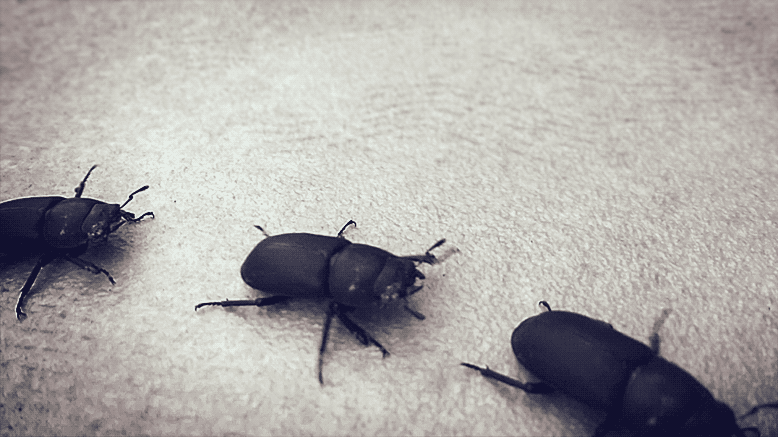 enter image title here scutes