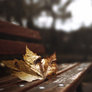 Gif - Autumn leaf