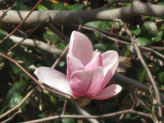 Magnolia