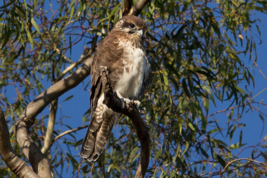 Brown Falcon