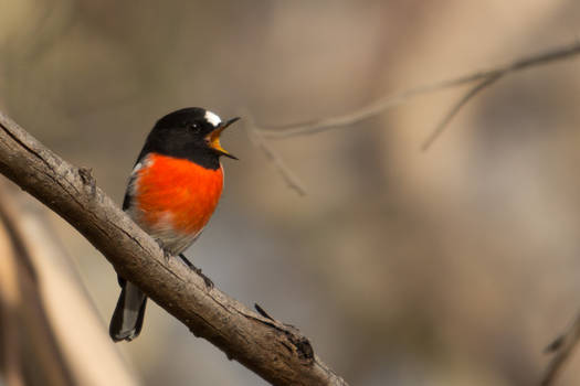 Scarlet Robin