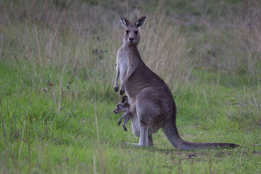 Kangaroo with joey in pouch