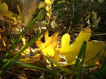 Autumn leaves by kine80