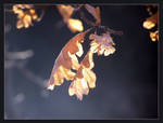 Enlightened Leaves by kine80