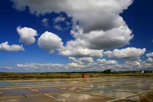 Salt marshes